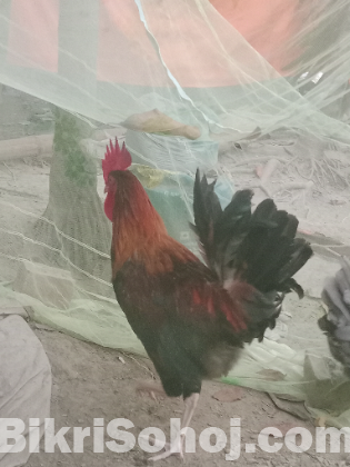 বড় জাতের দেশি মোরগ